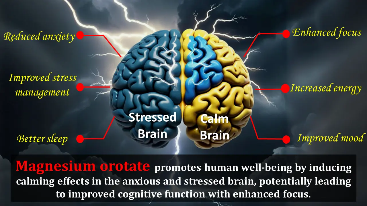 Magnesium orotate and how does it work in brain