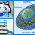 Liposome Drug Delivery