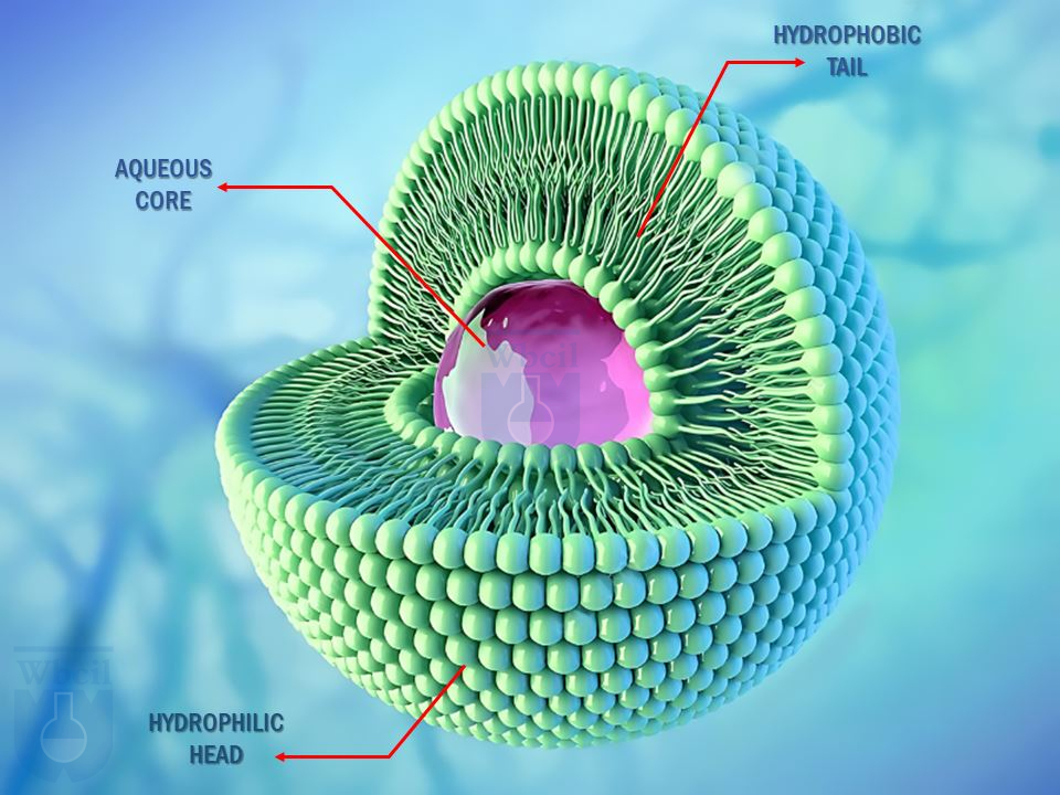 Liposomal-Technology-WBCIL